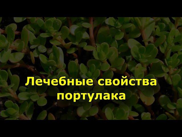 Лечебные свойства портулака.