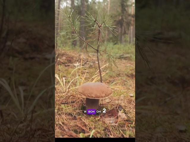 Белый гриб боровик в ноябре #nature #боровики #белыйгриб #грибы