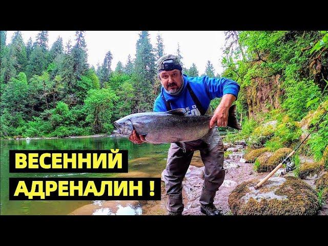 КОРОЛИ ЗАШЛИ В РЕКИ !!! ЧАВЫЧА - КОРОЛЕВСКИЙ ЛОСОСЬ. ОТКРЫТИЕ СЕЗОНА. РЫБАЛКА В США