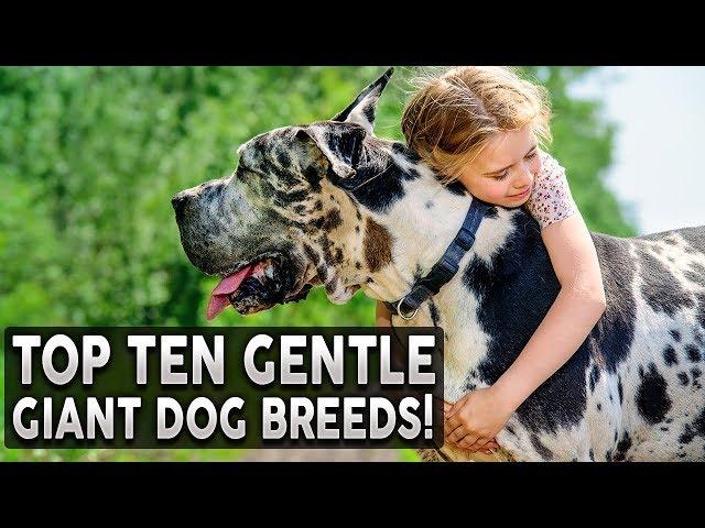 TOP 10 GENTLE GIANT DOG BREEDS!