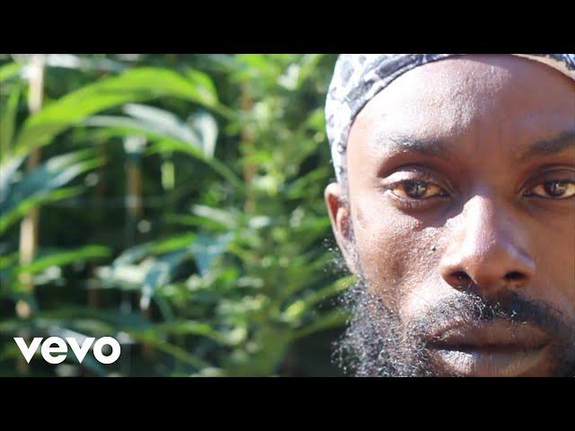 Leaf of Life - Rasta Territory [Official Video 2021]