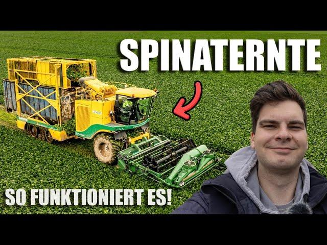 So funktioniert die Spinaternte!| AgrarNils