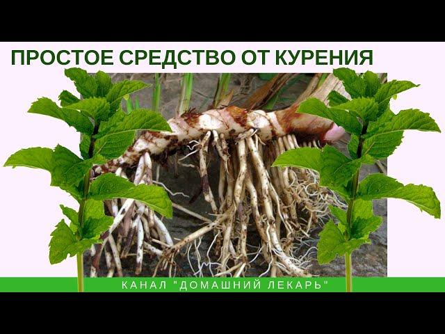 Простое средство от курения - Домашний лекарь - выпуск №272