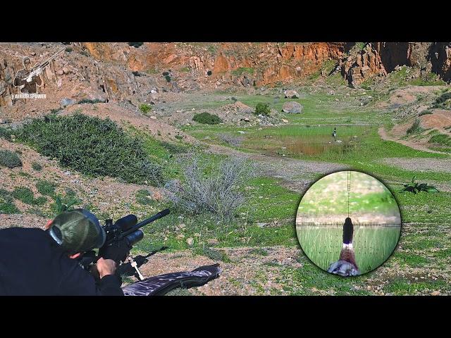 Mallard hunting with air rifle, head shot!