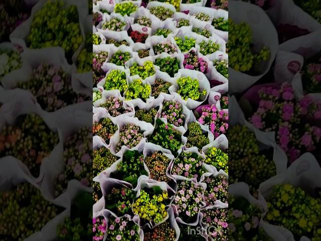 #flowers #shortsvideo #ytshorts #dubai