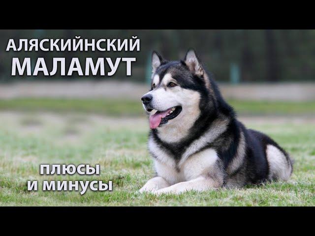 АЛЯСКИНСКИЙ МАЛАМУТ. Плюсы и минусы породы ALASKAN MALAMUTE