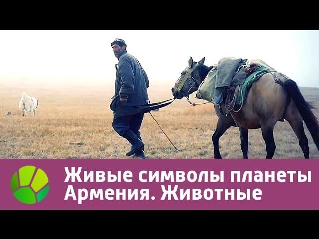 Живые символы планеты. Армения. Животные | Живая Планета