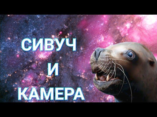 МОРСКОЙ ЛЕВ СИВУЧ И КАМЕРА. Тренировка животных: Морской лев готовится к выступлению.