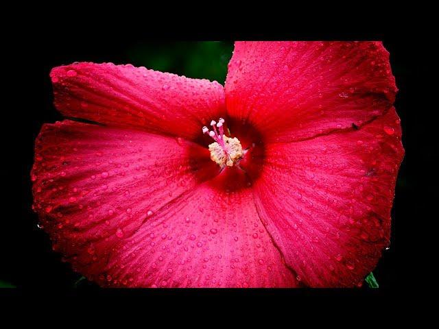 Hibiscus care