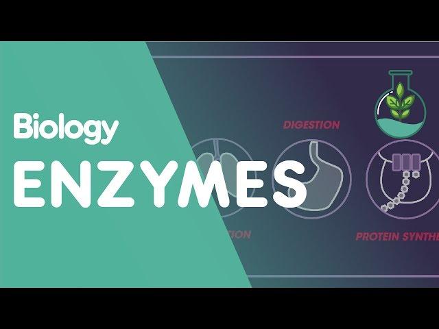 Enzymes | Cells | Biology | FuseSchool