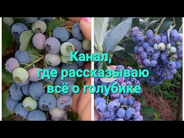 Ранние сорта голубики: Река и Дюк