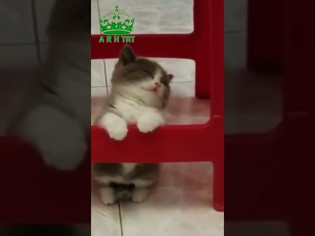 Cute  Cat #short #cutcat #cats #cutecats #video #a #arh