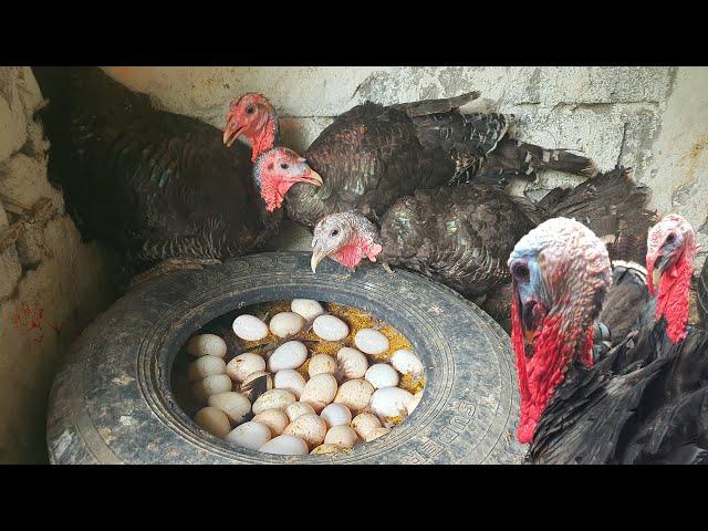 Visit Poultry Farm Make Million Turkeys Of The Young Farmer