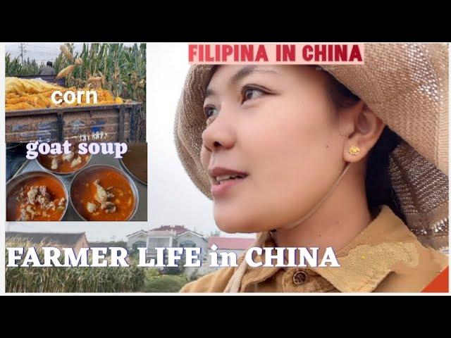 BUHAY ng MAGSASAKA sa CHINA/Farmer life in China/Filipina in China Province