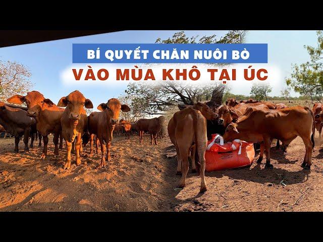 Bí quyết chăn nuôi bò hiệu quả nhất vào mùa khô tại Úc