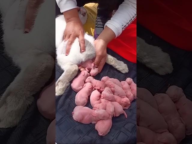 So cute rabbit - Watch Rabbit Growth 1 To 19 Days #pets #cute