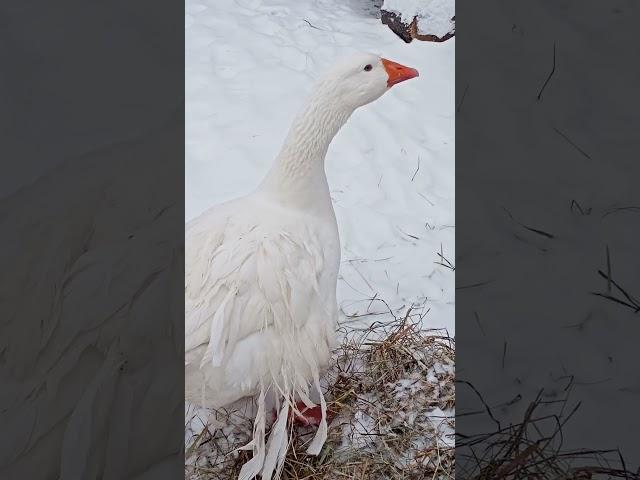 Ленточный гусь