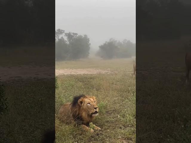 This why we are all scared of the lion