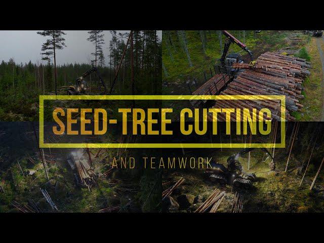 Clearcutting method Seed-tree Cutting and team work