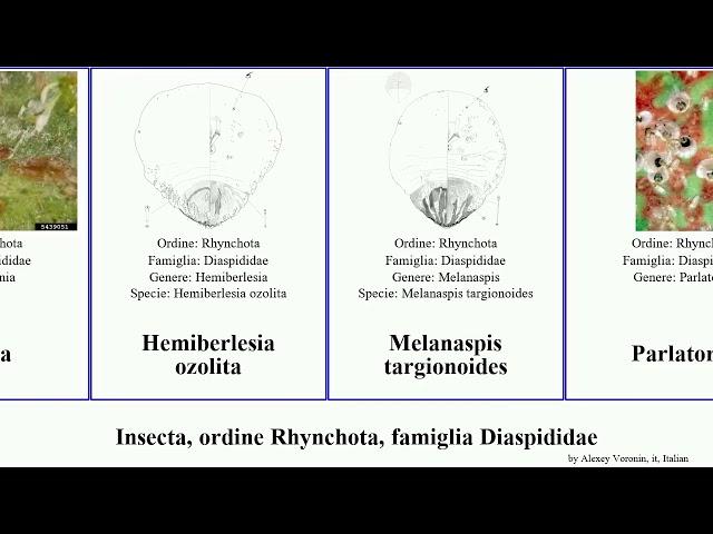 Insecta, ordine Rhynchota, famiglia Diaspididae orientalis Aonidiella Parlatoria One General oleae