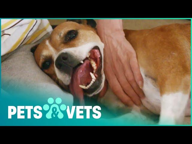 Energetic Dog Saved By The RSPCA | Animal Rescue School