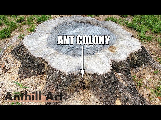 Casting an Ant Colony in a Stump with Molten Aluminum (Anthill Art Cast #121)