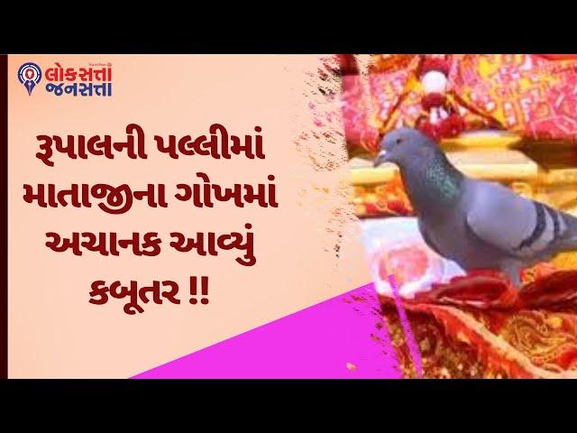 રૂપાલની પલ્લીમાં માતાજીના ગોખમાં અચાનક આવ્યું કબૂતર !! | Viral News | Temple News |