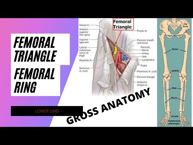 FEMORAL TRIANGLE LOWER LIMB BY RANA MUHAMMAD NOMAN