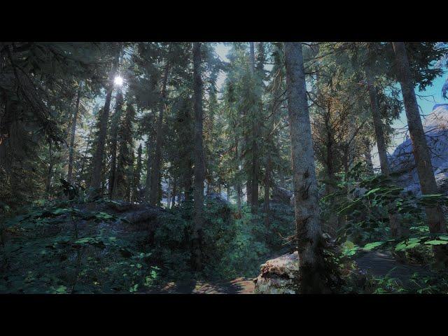 The Most PHOTOREALISTIC Forest Yet! | Skyrim | Modded Graphics (PC)