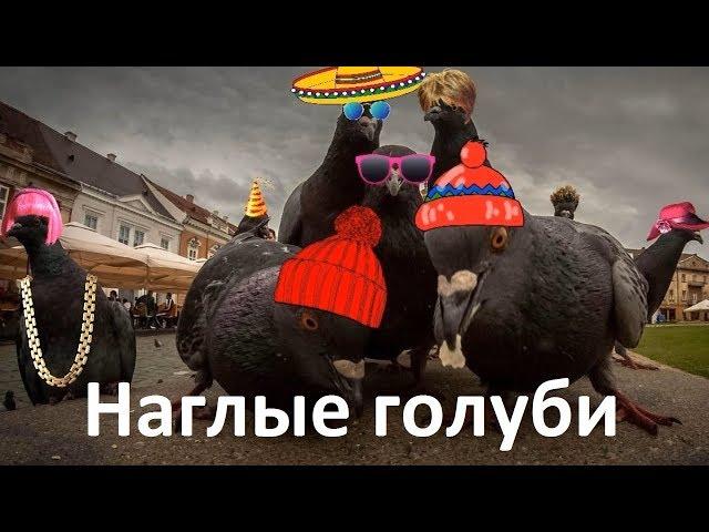 Чего боятся наглые голуби