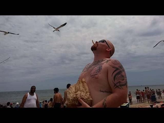 Seagull grabs french fries from mouth