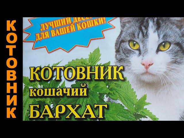 Посадка Котовника травы для кошек (Сорт Кошачий бархат)