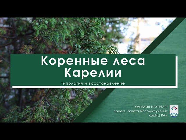 Коренные леса Карелии. Типология и восстановление