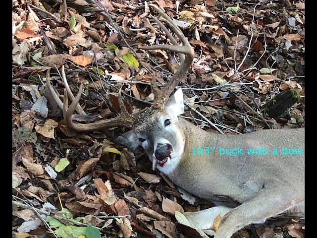 11 pointer with a bow