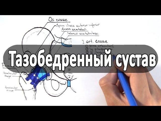 Анатомия тазобедренного сустава - meduniver.com