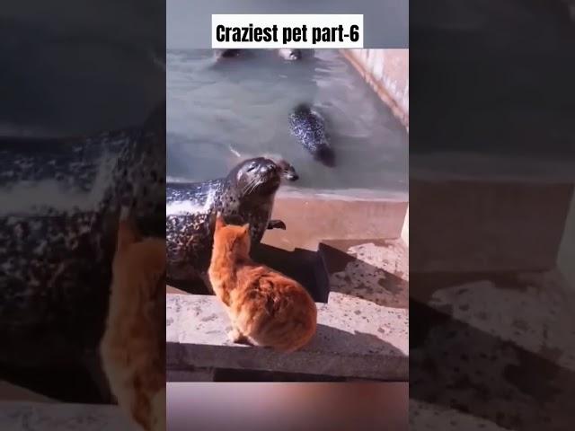 Funniest Pet part-6|#funny #trending #viral #cute #youtube #shortsfeed