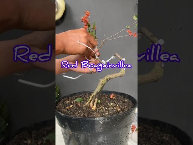 Making a Red Bougainvillea Bonsai Tree