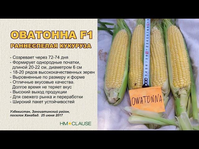 Очень ранняя кукуруза Оватонна F1