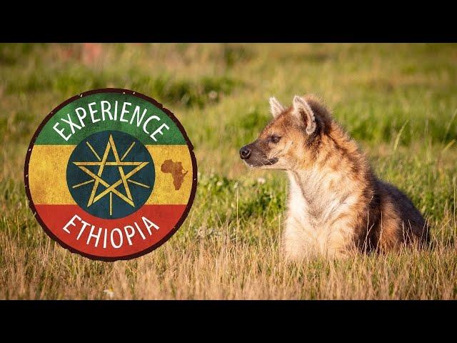 Tour of Experience Ethiopia at Yorkshire Wildlife Park