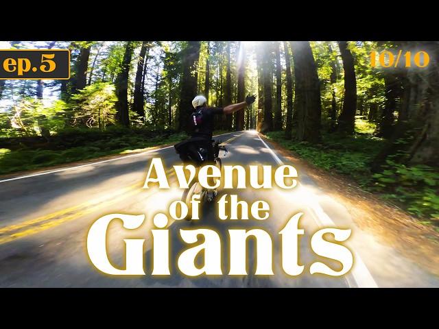 The Best ROAD I've EVER Ridden!  (Ave Of The Giants)- The Great American Coastline - Day 5 