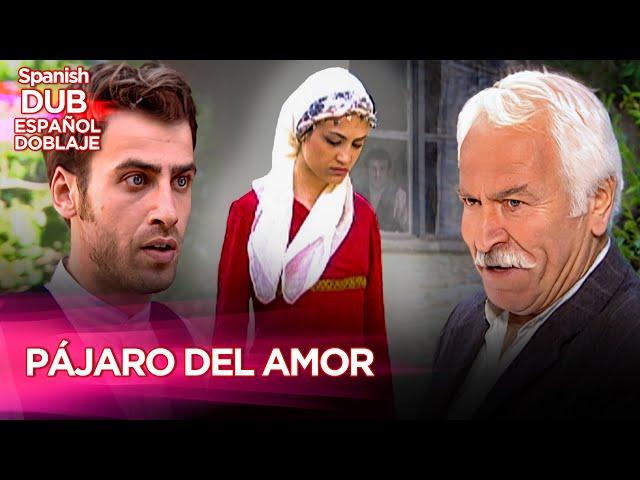 Pajaro Del Amor | Película Turca Doblaje Español - Karadır Kaşların