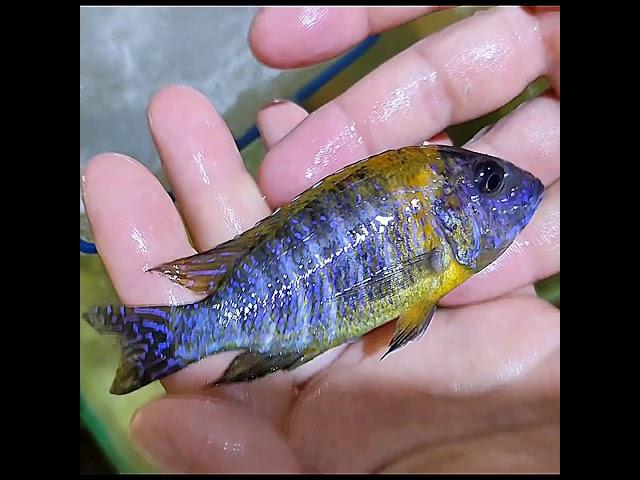 aulonocara red rubin female breeding