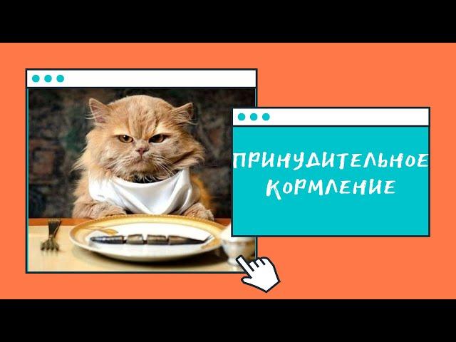 Принудительное кормление животных