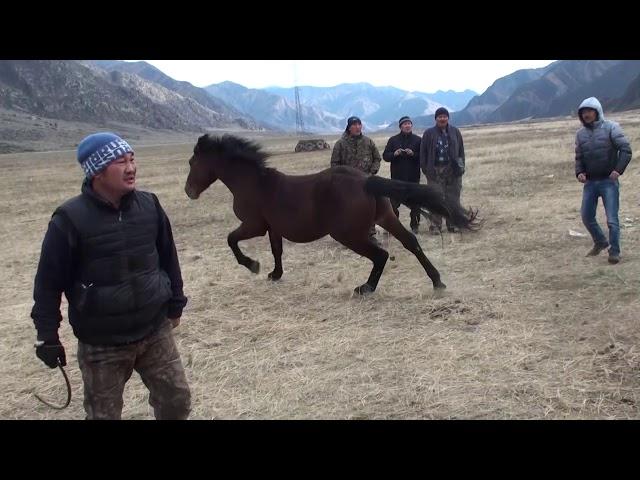 Эмдик уредиш - объездка необученной лошади.