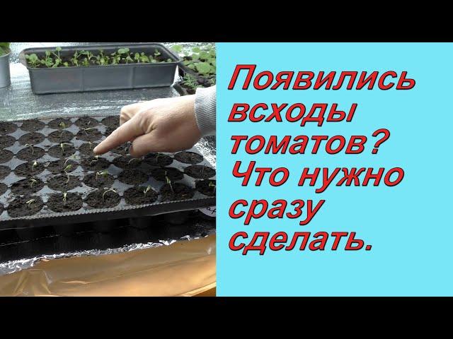 Как не испортить рассаду томатов сразу после всходов.