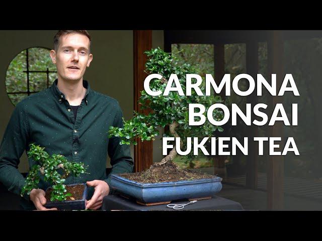 Carmona Bonsai care (Fukien tea)