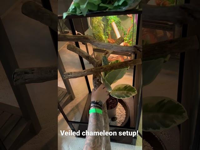 Building a veiled chameleon enclosure!#veiledchameleon#reptiles#shorts