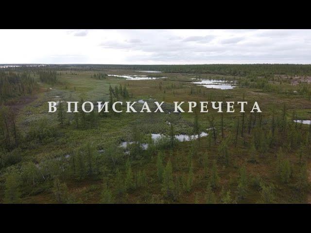 В поисках кречета. In search of Gyrfalcon