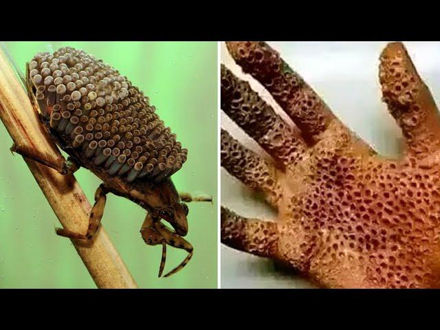 22 Dangerous Animals you Should Never Touch