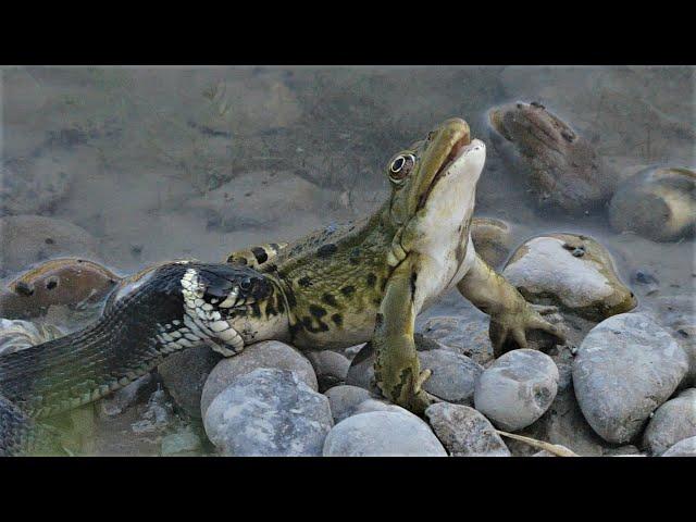 Snake catching a large frog / Cobra apanha uma rã grande / Schlange fängt einen grossen Frosch